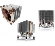 noctua