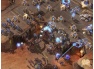Wymagania StarCraft 2
